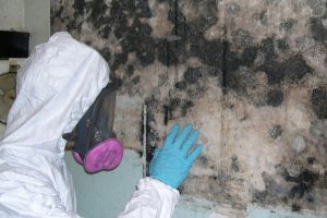Mold Testing