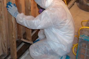 Mold Vacuuming