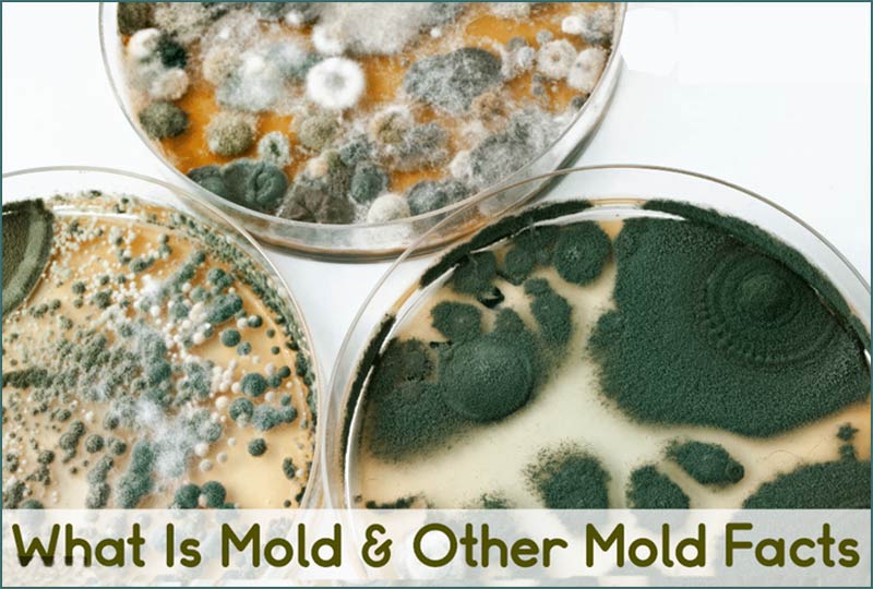 What is Mold?
